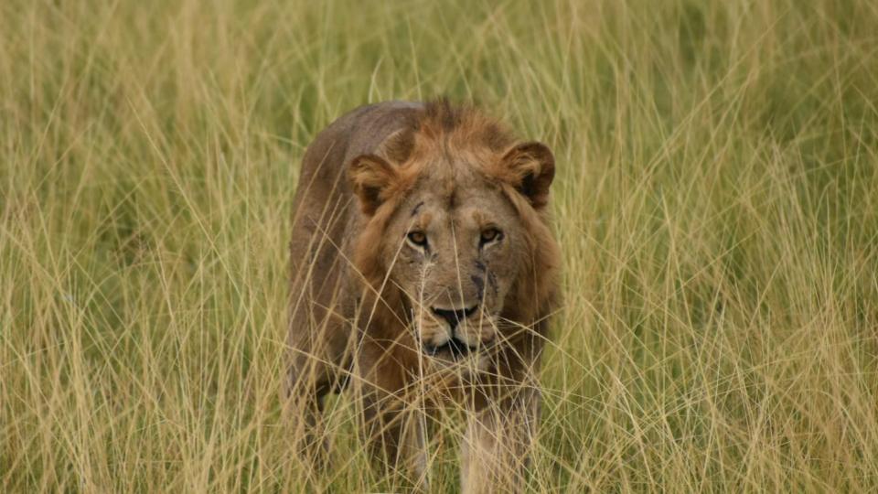 lion stalking prey lion stalking prey